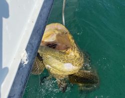 Grouper reeled in Florida fishing!